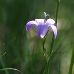 Campanula rapunculus Квітка