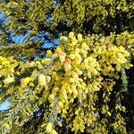 Acacia verticillata Floare