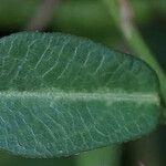 Alysicarpus vaginalis Leaf