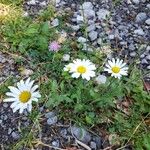 Leucanthemum vulgareKvet