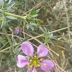 Fagonia cretica Floare