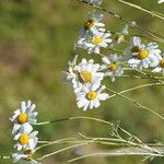 Tanacetum cinerariifolium Hábito