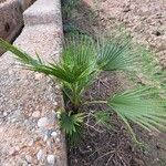 Washingtonia robusta Habitus