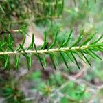 Erica scoparia Hoja