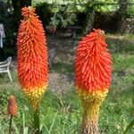 Kniphofia uvariaFiore