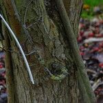 Crataegus persimilis Coajă