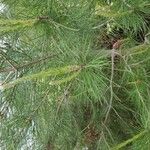 Pinus halepensis Leaf