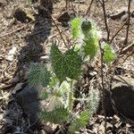 Cnidoscolus angustidens Hábito