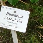 Stauntonia hexaphylla