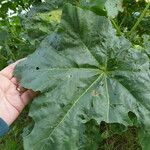 Malva arborea Leaf