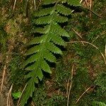 Thelypteris pozoi Habit