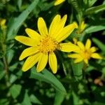 Arnica cordifoliaফুল