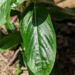 Catharanthus coriaceus Yaprak