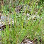 Carex nigra Leaf