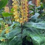 Hedychium gardnerianum ഇല