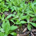 Cyanus triumfettii Habit