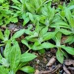 Centaurea triumfettii Habitus