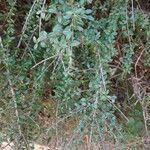 Cotoneaster microphyllus Blad