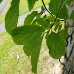 Celastrus orbiculatus Leaf