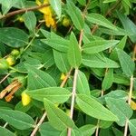 Hypericum hookerianum Leaf