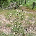 Erigeron acris Habitus