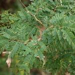 Senegalia kraussiana Leaf