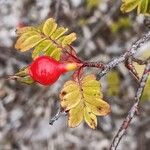 Rosa omeiensis Frukt