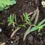 Polygonum plebeium Plante entière