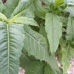 Guizotia abyssinica Blatt