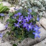 Campanula poscharskyana आदत