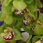 Dendrobium closterium Õis