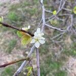 Prunus subcordata Flower