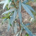 Cistus ladanifer Hoja