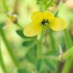 Cleome viscosa Кветка