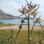 Notobasis syriaca 其他