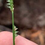 Setaria gausa Flower