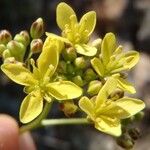 Biscutella minor 花