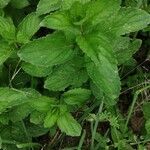 Mentha x piperita Fuelha