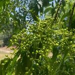 Pistacia chinensis Φρούτο