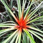 Bromelia pinguin Leaf