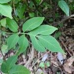 Solanum seaforthianum Feuille