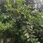 Psidium guajava Агульны выгляд