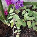 Clarkia unguiculata ᱵᱟᱦᱟ