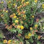 Inula spiraeifolia Flower