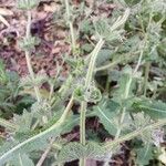 Salvia argentea Rusca