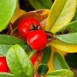 Cotoneaster dammeri Plod