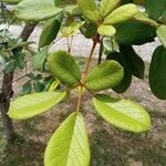 Handroanthus ochraceusFulla