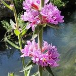 Lythrum salicaria Flor