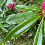 Rhododendron arboreum Листок