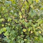 Ribes nigrum Folha